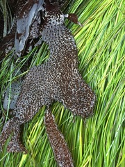 Chondracanthus
