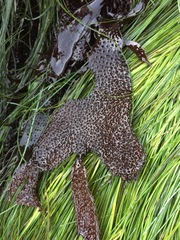Chondracanthus