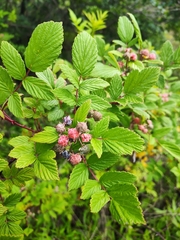 Rubus niveus