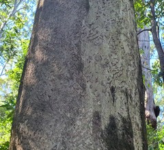 Phascolarctos cinereus