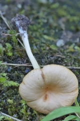 Entoloma unicolor