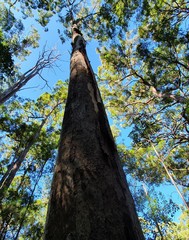 Phascolarctos cinereus
