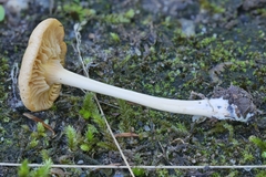 Entoloma unicolor