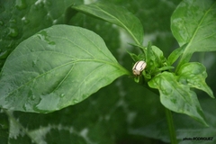 Leptinotarsa defecta