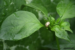 Leptinotarsa defecta