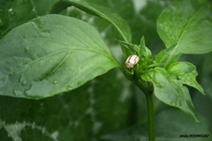 Leptinotarsa defecta