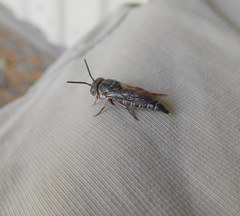 Synocoelioxys