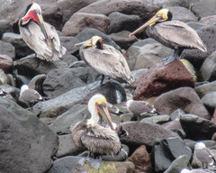 Pelecanus occidentalis