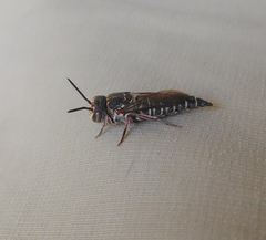 Synocoelioxys