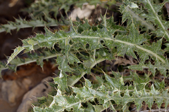Cirsium arizonicum arizonicum