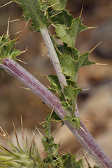 Cirsium arizonicum arizonicum