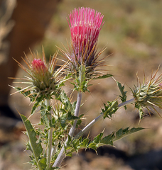 Cirsium arizonicum arizonicum