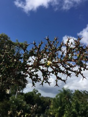 Randia spinifex