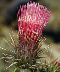 Cirsium arizonicum arizonicum