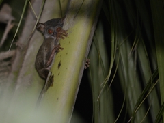 Sangihe Tarsier photo 4