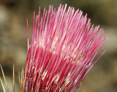 Cirsium arizonicum arizonicum