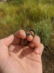Thamnophis elegans vagrans