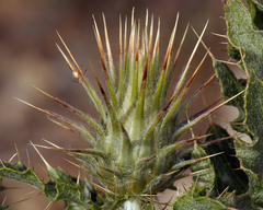 Cirsium arizonicum arizonicum