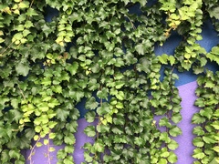 Parthenocissus tricuspidata