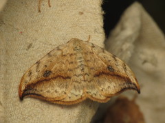 Drepana falcataria