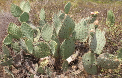 Opuntia × vaseyi