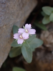Epilobium clavatum