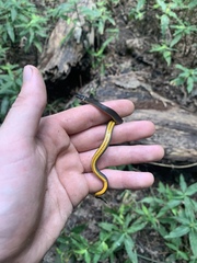 Diadophis punctatus stictogenys