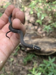 Diadophis punctatus stictogenys
