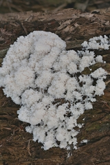 Fuligo septica candida