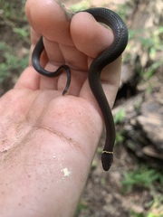 Diadophis punctatus stictogenys