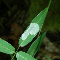 Anarsioses aberrans