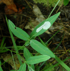 Anarsioses aberrans