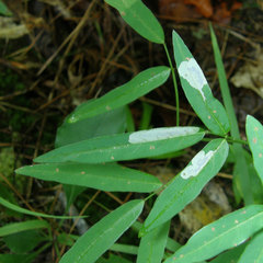 Anarsioses aberrans
