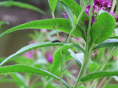Lucidota atra