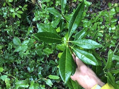 Cartrema americana