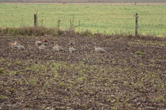 Chloephaga rubidiceps