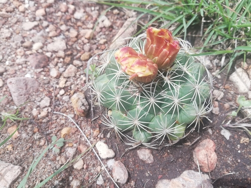 Coryphantha compacta