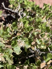 Ericameria cuneata