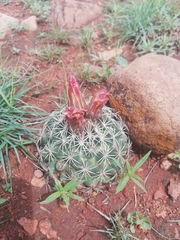 Coryphantha compacta