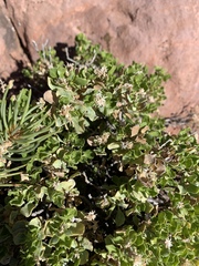 Ericameria cuneata