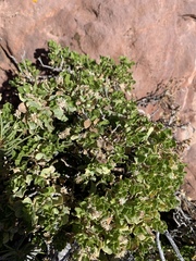 Ericameria cuneata