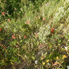 Castilleja miniata fulva
