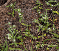 Cryptantha glomeriflora