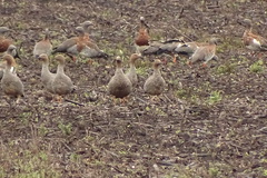 Chloephaga rubidiceps