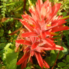 Castilleja miniata fulva