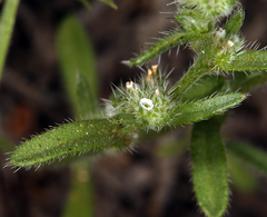 Cryptantha glomeriflora