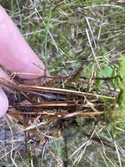 Carex interior