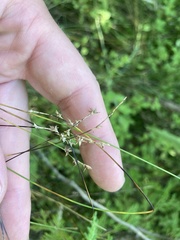 Carex interior