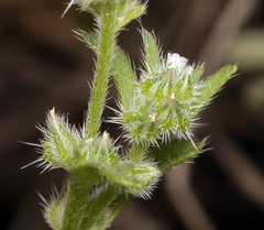 Cryptantha glomeriflora