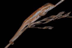 Smith's Dwarf Chameleon photo 2